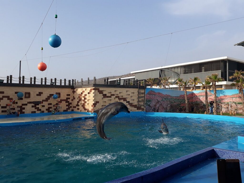 agadir-dolphin-world