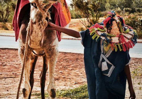About Us 3 camel